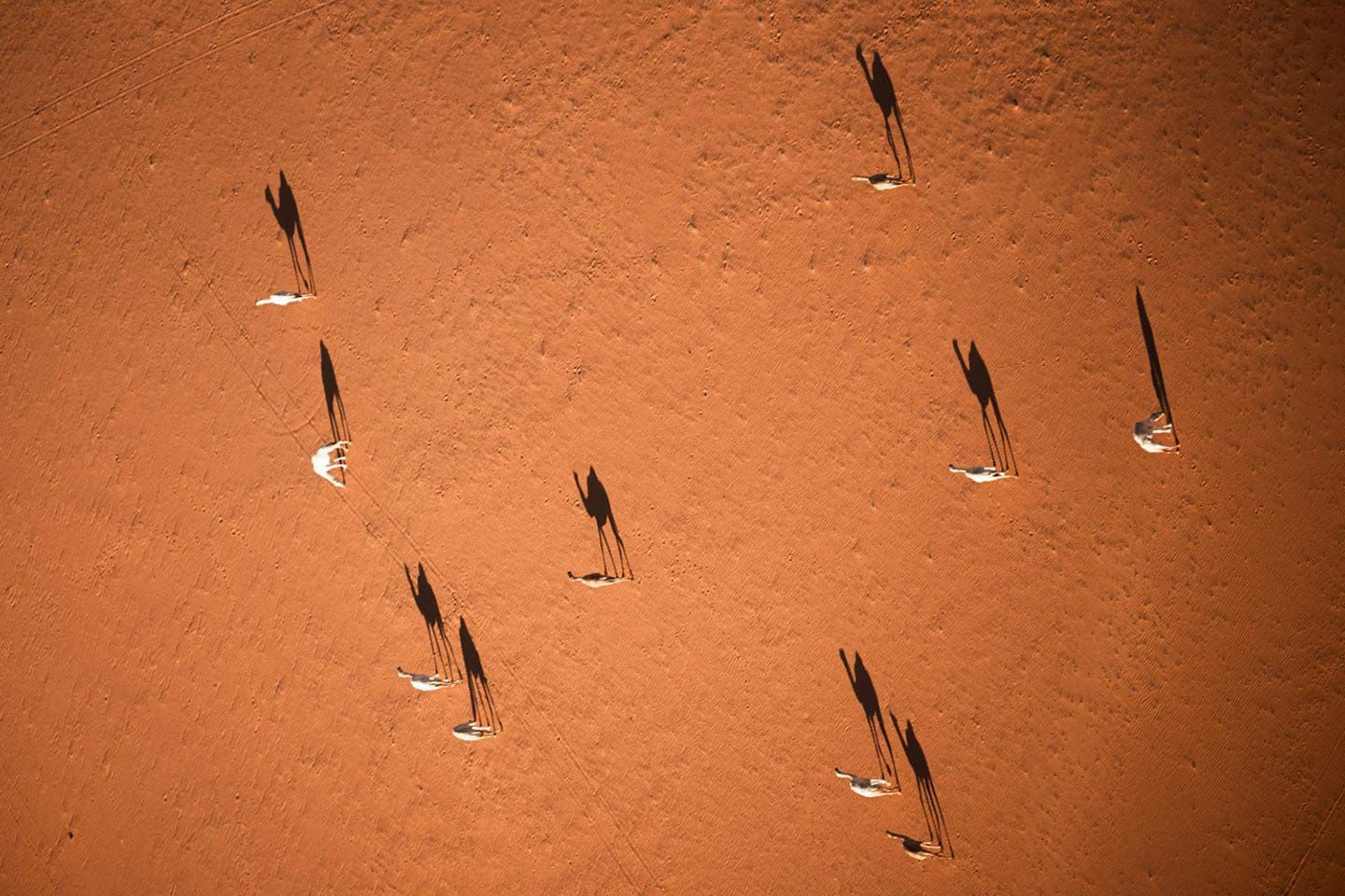 Everyday riders. Camels, as seen from above during Stage 4.